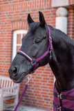 HORZE ETERNAL GAZE HALTER - PURPLE POTION [SZ:PONY]